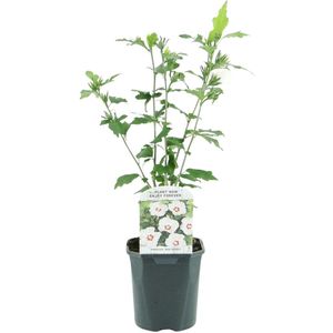 Green boutiQ - Heesters - Hibiscus syriacus Red Heart - Bloem Wit Met Rood Hart - 1 Plant - Bladverliezend - Weinig Onderhoud - Pot 17cm Hoogte 45cm