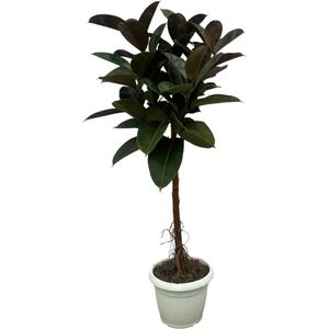 Ficus Elastica Robusta stam - 160 cm - Ø32cm