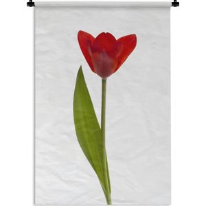 Wandkleed Tulp - Rode tulp voor witte achtergrond Wandkleed katoen 60x90 cm - Wandtapijt met foto