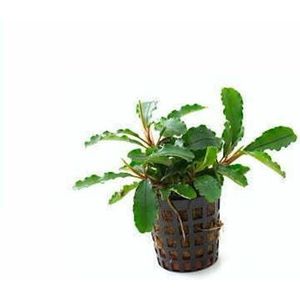 Aquafleur Bucephelandra Theia in 5 cm pot