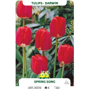25 tulpen Springsong - maat 12/+ - bloembollen - tulp rood - bloembol