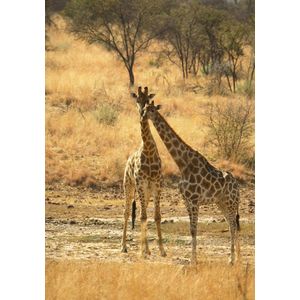 Dibond - Dieren - Wildlife / Giraf in beige / bruin / zwart - 80 x 120 cm.