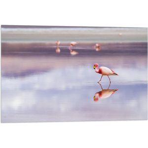 WallClassics - Vlag - Flamingo in het Water - 75x50 cm Foto op Polyester Vlag