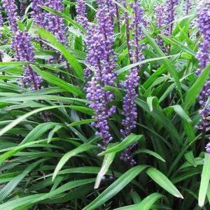 6x Liriope muscari 'Evergreen Giant' Pot 9x9cm - Prachtige groenblijvende plant voor in de tuin