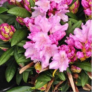 Rhododendron 'Caroline Allbrook' 25-30 cm