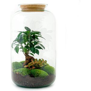 Terrarium - Sven Bontanical - ↑ 29 cm - Ecosysteem plant - Kamerplanten - DIY planten terrarium - Mini ecosysteem