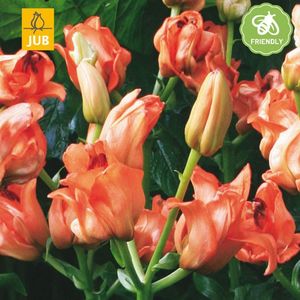 Lilium Tintoretto – Lelie