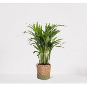 Areca in siermand Amber Groen – luchtzuiverende kamerplant – eenvoudig te onderhouden Goudpalm - ↕35-50cm - Ø13 – geleverd met plantenpot – vers uit de kwekerij