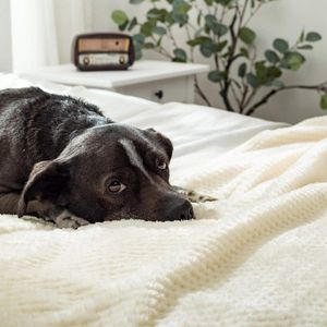 Inovra ® Knuffeldeken Granulaat Fleece Deken Flanellen Deken Zacht Fluffy Effen Dekens Bank Deken Bank Deken voor Bed Bank Slaapkamer Kantoor 150 x 200 cm Crème Wit