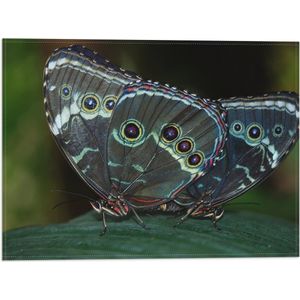 WallClassics - Vlag - Morpho Vlinder op Donkergroen Blad - 40x30 cm Foto op Polyester Vlag