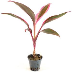 Cordyline Red Edge