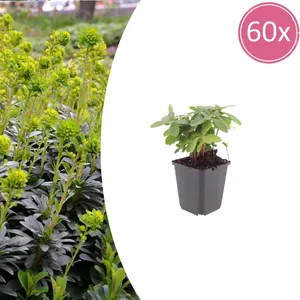 buy raspberry plants Rubus | Heritage Red Raspberry