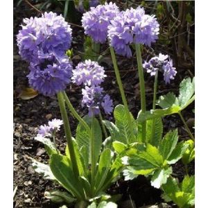Bolprimula (Primula denticulata cashmeriana) - Oeverplant - 3 losse planten - Om zelf op te potten - Vijverplanten Webshop