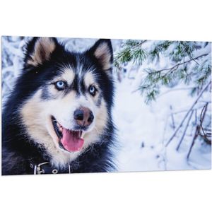 WallClassics - Vlag - Prachtige Husky met Felle Ogen in de Sneeuw - 120x80 cm Foto op Polyester Vlag