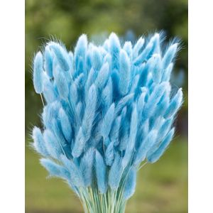 Droogbloemen - Lagurus Ovatus - Hazenstaart - Aquamarine | 70cm | +- 100g | Perfect voor Boeketten, Decoratie, Doopsuiker, Huwelijk & Verjaardagen | Duurzaam en Stijlvol Bloemenarrangement