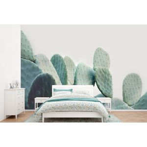 Cactus - Groen - Plant - Natuur - Behangpapier