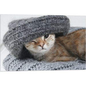 WallClassics - Vlag - Kitten met een Wollen Muts - 75x50 cm Foto op Polyester Vlag