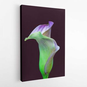 Glowing neon green violet calla blossom, dark red background,fine art still life color macro,single detailed textured bloom,vintage painting style - Modern Art Canvas-Vertical - 1699908232 - 80*60 Vertical