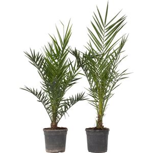 Plant in a Box - Phoenix Canariensis - Set van 2 - Canarische dadelpalm - Pot 19cm - Hoogte 80-100cm