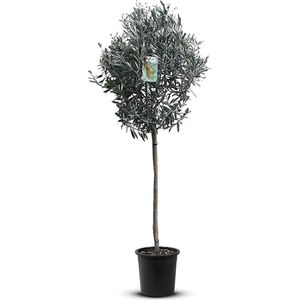 Olijfbomen Tuin- en balkonplant Olijfboom - Hoogte: 160cm