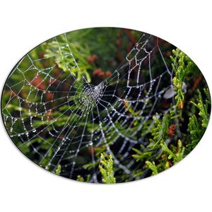 WallClassics - Dibond Ovaal - Spinnenweb in de heg - 56x42 cm Foto op Ovaal (Met Ophangsysteem)