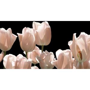 Dibond - Bloem - Tulp / Tulpen in wit / zwart / creme / beige - 80 x 160 cm.