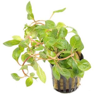 Moerings Ludwigia Palustris Rood | Super Red | in 5 cm pot