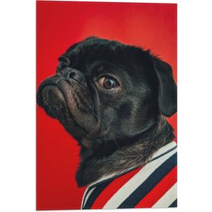 WallClassics - Vlag - Big Bos Pug met Kleren aan - 40x60 cm Foto op Polyester Vlag