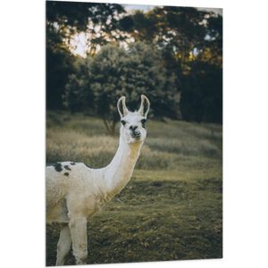 WallClassics - Vlag - Witte Lama met Zwarte Vlekken in de Natuur - 80x120 cm Foto op Polyester Vlag