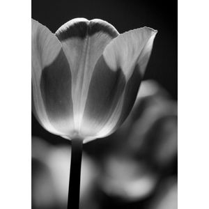 Dibond - Bloem - Roos in wit / zwart - 120 x 180 cm.