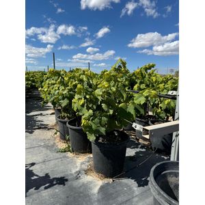 Sunny Tree - Vitis Vinifera Moscatel de Alejandría - Wijnstok - Winterharde druivenboom - 50 cm