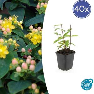 Tuinplantenshop.com | Hypericum inodorum 'Annebel' | 40 stuks - Ø9cm - 10-25cm hoog - Tuinplant