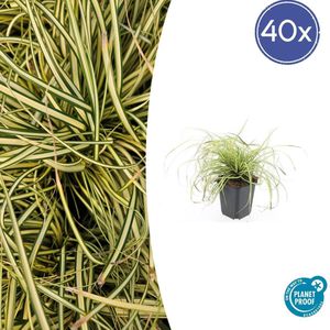 40 Stuks Japanse Zegge/Schaduw Zegge Evergold, Wintergroene Siergrasplant, Groen met GoudGele Middenstreep, Carex oshimensis Evergold - 10-25cm - Ø9cm