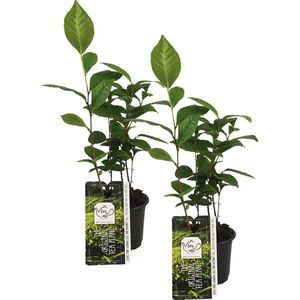 Camellia Sinensis - Theeplant - Set 2 stuks - Tuinplanten - Meerjarig - ⌀10,5 - 45-50 cm