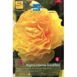 Begonia dubbel geel/jaune