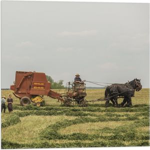 WallClassics - Vlag - Paarden in de Landbouw - 50x50 cm Foto op Polyester Vlag