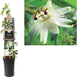 Klimplant Passiflora Constance Elliott - Witte Passiebloem