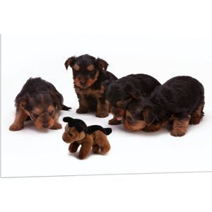 WallClassics - PVC Schuimplaat- Vier Bruin met Zwarte Puppy's bij Soortgenoot Knuffel - 120x80 cm Foto op PVC Schuimplaat