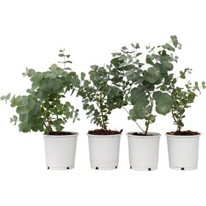 Plant in a Box - Eucalyptus Pulverulenta 'Baby Blue' - Set van 6 - Pot 12cm - Hoogte 25-40cm