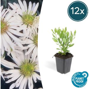 Bloeiende tuinplanten winterhard | 12 stuks | Aster ageratoides 'Ashvi'