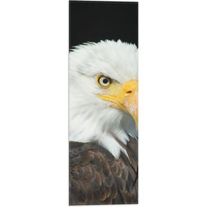 WallClassics - Vlag - Statige Volwassen Adelaar  - 20x60 cm Foto op Polyester Vlag