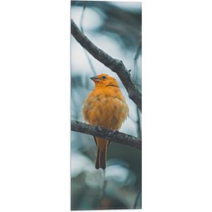 WallClassics - Vlag - Oranje Vogel in de Boom - 20x60 cm Foto op Polyester Vlag