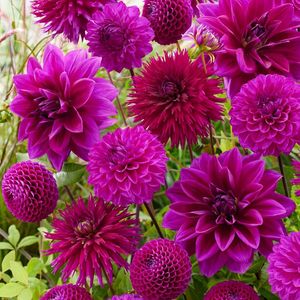 Dahlia - Paars Mix - Bloembollen - 5 stuks - Paars - Bloem bollen - Knollen voor in de tuin