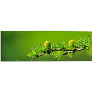 WallClassics - PVC Schuimplaat- Enkele Tak van Lork Coniferen - 60x20 cm Foto op PVC Schuimplaat
