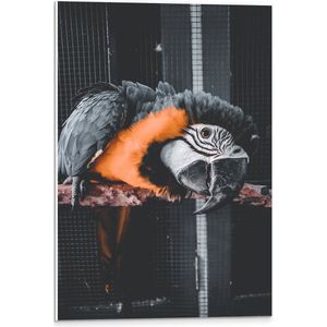 WallClassics - PVC Schuimplaat- Zwart met Oranje Papegaai op een Tak in een Kooi - 40x60 cm Foto op PVC Schuimplaat