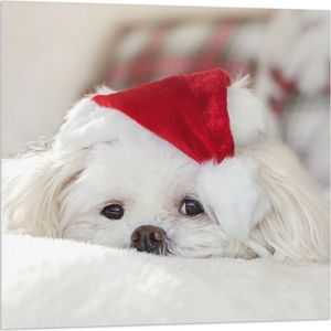 WallClassics - Vlag - Wit Hondje met Kerstmutsje op - 80x80 cm Foto op Polyester Vlag