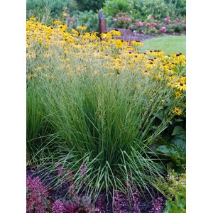 Plants Online - Tuinplanten - Siergrassen - Set van 5 - Molinia caerulea 'Heidebraut' - 5 liter pot - Plant cm