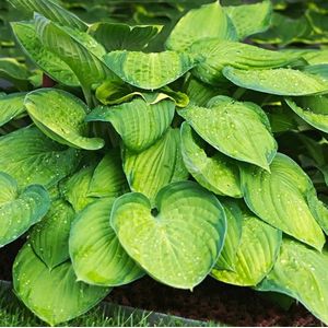 6x Hosta hybrida 'Guacamole' Pot 9x9cm - Prachtige groen-gele bladeren voor in de tuin