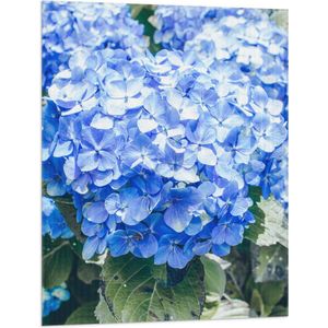 WallClassics - Vlag - Grote Blauwe Hortensia Bloemen - 75x100 cm Foto op Polyester Vlag