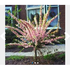 10 x Prunus triloba - Amandelboompje 60- 90 cm blote wortel 3/5T